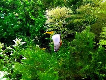 Ambulia, Wasserpflanze, Versand/ Abholung