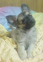 Ich suche  preis günstig  ein kleinen chihuahua rüde