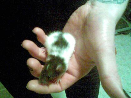 15 süße ratten huskyratten