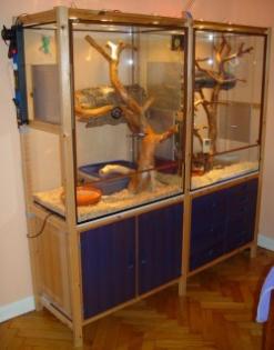 Zwei Vollglashochterrarien 80 x 50 x 100