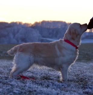 Golden Retriever  Wurfankündigung