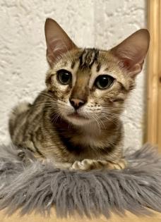 Reinrassige liebevolle Bengal Kitten mit Stammbaum