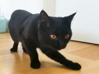 Kater BKH - schwarz/dunkelbraun - 7 Monate alt