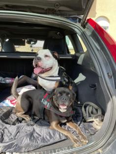 Außergewöhnliche Mischlingswelpen