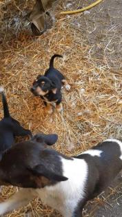 Jack Russel Mix 