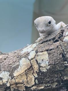 Pristurus carteri Dhofar Skorpionschwanzgeckos 