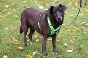 SANA - weiblich  7 Jahre  45 cm  19 kg  Mix  Gechipt  Kastriert