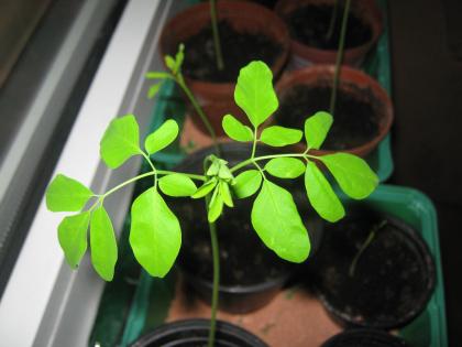 MORINGA OLEIFERA
