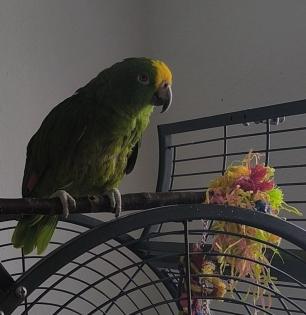 Verkaufe Gelbscheitelamazone