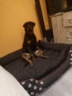 Rottweiler Dame sucht neues Zuhause