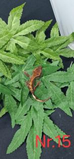 Correlophus ciliatus  Kronengeckos 0.0.12