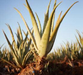 Wer verkauft beste Aloe Vera Produkte? 