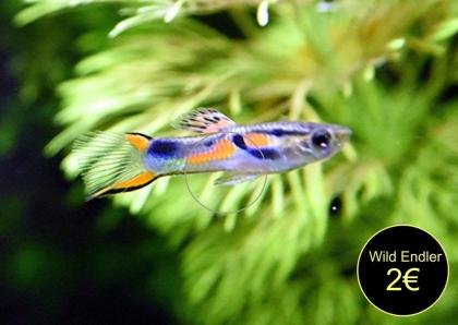 Guppy Mixe (Versand/ Abholung)