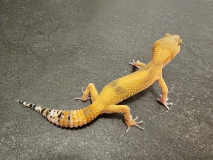 Biete Leopardgecko Nachzuchten 2024 und 2024 (Eublepharis macularius) bei Hambur