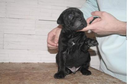 Cane Corso Welpen (FCI)