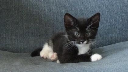 Kitten suchen ihr Zuhause