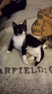 Katze - Kitten (3-Monate-alt)