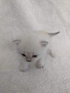 Sechs süße BKH Kitten geb. 06.05.23 suchen ab Ende Juli ein neues Zuhause