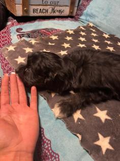 CAVALIER KING CHARLES ×PUDEL WELPEN