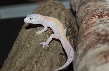 Leopardgecko Weibchen aus 2024