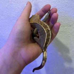 Crested Gecko / Kronengecko „Pinstripe“ abzugeben