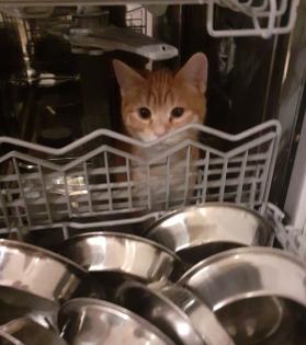 Freddy und Barney –  suchen dringend ein Zuhause! (aus dem Tierschutz / gechipt,