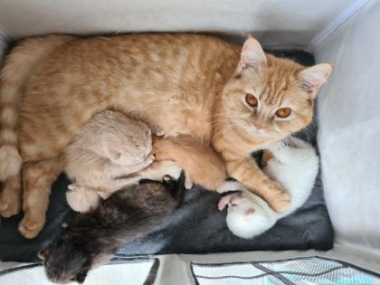 Bkh Kitten