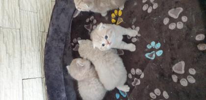 BKH Kitten 