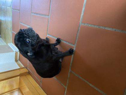 Wundervolle Schönheit Retro Mini Mops Mädchen 