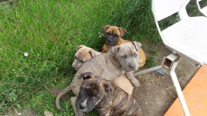 American Bulldog  Mix