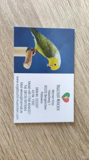 Blaugenicksperlingspapagei 
