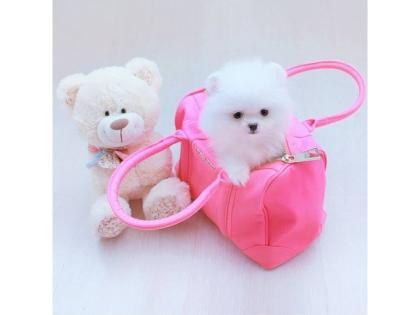 Mini Pomeranian Zwergspitz Originale Boo Welpen 