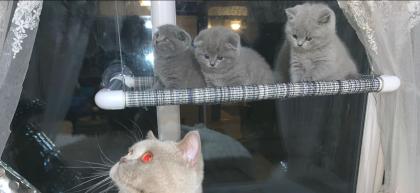 Scottish Fold Kätzchen