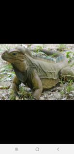 BIETE Nashornleguan  Männlich 