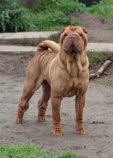 Deckrüde  Reinrassigen  Shar Pei 