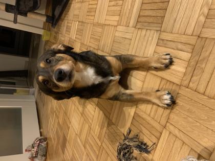 Unser Rambo sucht eine Deckhündin 
