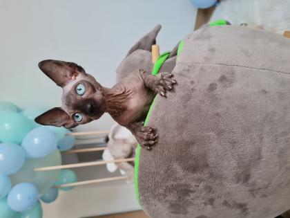 Deckkater Sphynx 