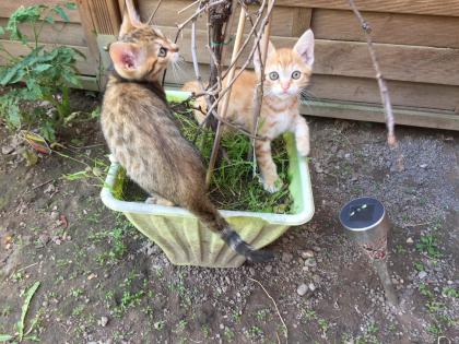 Traumhaft schöne Bengalkitten in Red  sehr selten  und auch andere Farben