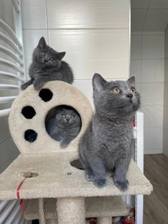 Kräftige BKH-Kitten   10084 