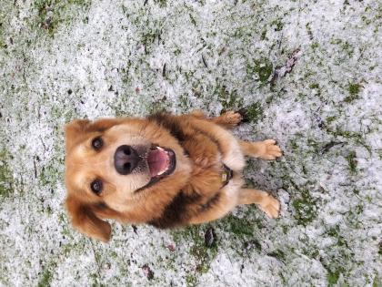 Hündin sucht erfahrene Menschen 