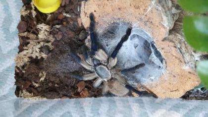 Biete je 1x 0.1 P. murinus, M. balfouri, P. sazimai