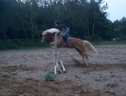 Reitbeteiligung  Reiter sucht Pferd 