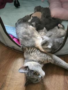 Bkh Kitten noch vor Weihnachten abgabebereit 