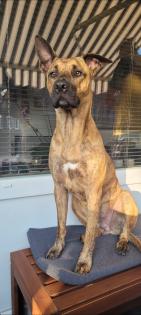 Liebevoller Malinois Boxer Mischling 