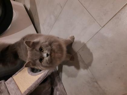 Verkauf von 1 BKH Katze + 1 BLH Katze
