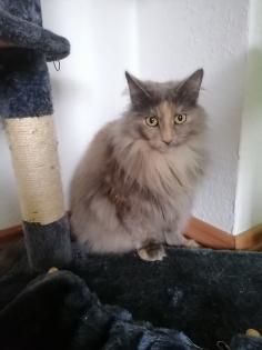 Main Coon Katze sucht neues Zuhause 