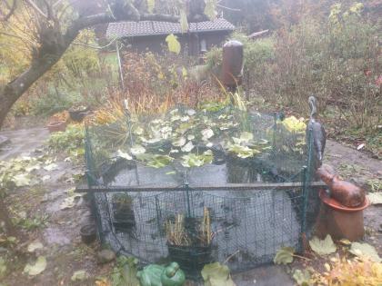 SOS 2 Goldfische + 2 Schwarzfische zu verschenken- Leck im Teich