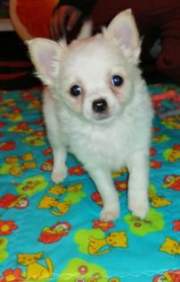 Chihuahua Welpe (Langhaar) Rüde