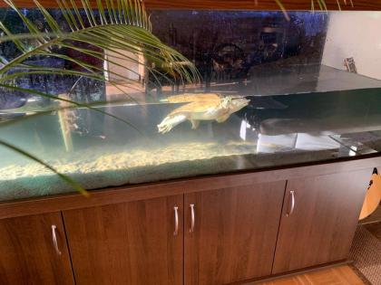 Chinesische Weichschildkröte 