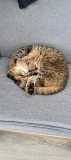 2 süsse Kater suchen  liebevolle Familie 
